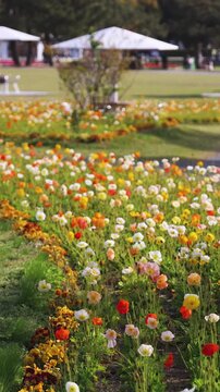 Uminonakamichi Seaside Park, Japan, Hakata Bay peninsula, Fukuoka, field of blooming flowers, nemophila (baby blue eyes), Iceland poppies and tulips growing, flower picnic, Higashi Ward, Kyushu Island