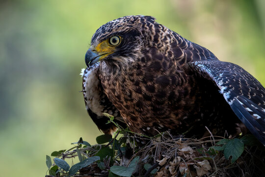 Stunning nature shot of a fierce tropical raptor surrounded by green foliage with a beautiful smooth bokeh background.