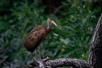 Obraz premium Limpkin, Aramus guarauna in Argentina, a large wading bird on the tree