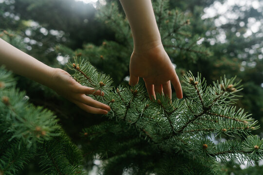 Hands touching sunlit green evergreen branches