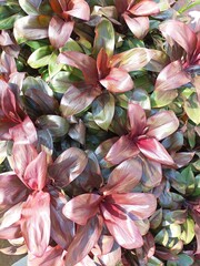 Shiny dark red tropical foliage with purple magenta leaf plant clusters, ideal for nature backgrounds, botanical designs, and exotic themes. © Dinamartina93