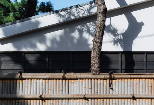Pine Shadows on White Wall and Minimalist Japanese Architecture