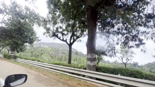 Scenic drive along a winding road through lush green tea plantations and tall trees on rolling hills, showing peaceful countryside scenery, plantation farming and a refreshing highland travel journey.