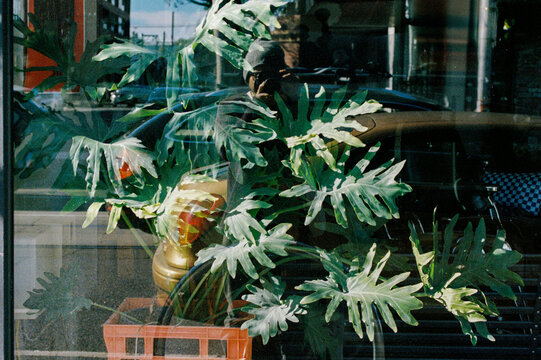 Reflective Glass with Green Leaves and a person