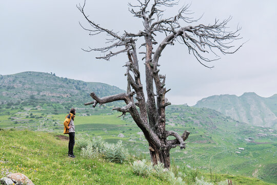 Person stands near bare tree on hill in a mountain area
