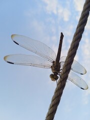 Macro shot of dragonfly with transparent wings sitting on a rope © Ifadatul
