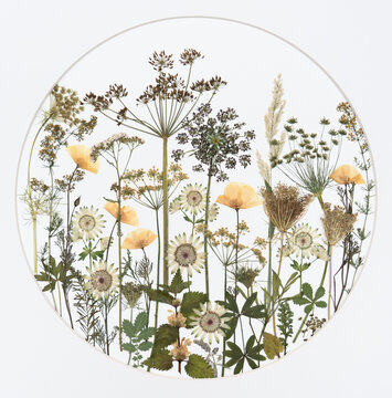 A round field meadow in white and green