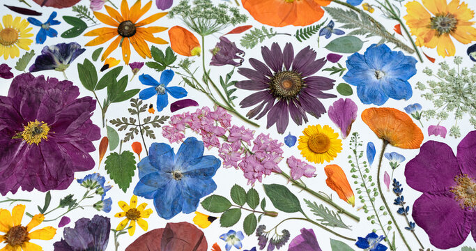 A composition of dried flowers full of life
