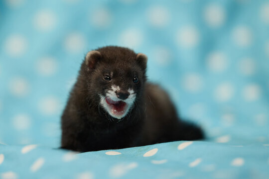 Adorable eight week old ferret pup resting on blue fabric with white polka dots