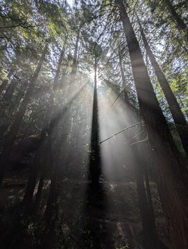 Rays of sunlight break through redwoods