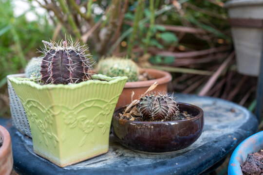Colorful Potted Cactus And Succulent Collection In Home Garden