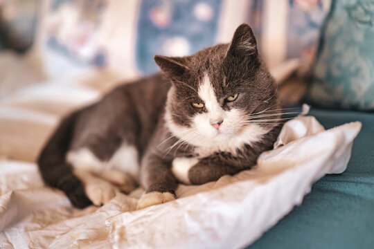 Domestic cat resting on bed looking grumpy