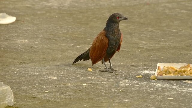 Greater Coucal Walking Near Food on Ground, Indian Crow Pheasant