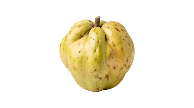 Single ripe white sapote fruit isolated on white background, Casimiroa edulis tropical fruit with yellow-green skin, healthy exotic food item