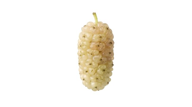 Single fresh white mulberry fruit isolated on white background, high resolution macro photography of Morus alba berry for healthy food design