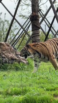 A majestic tiger walking through a grassy enclosure