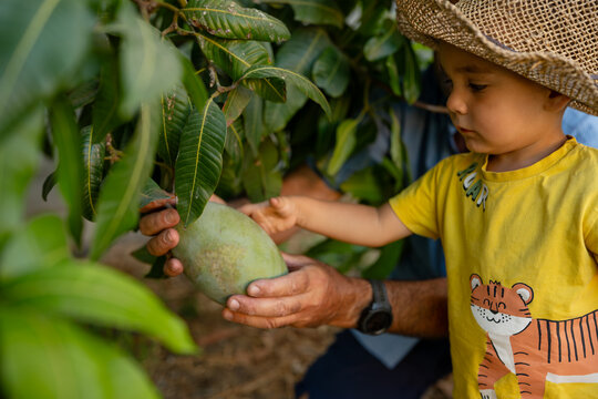 Man teaching boy about tropical fruit farming