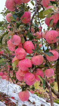 Abundant Harvest of Fresh Ripe Red Apples on an Orchard Tree