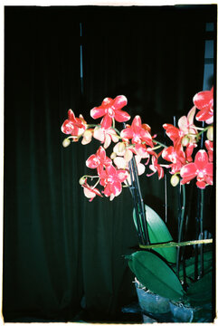 Red Orchids in a Dark Room With Green Leaves
