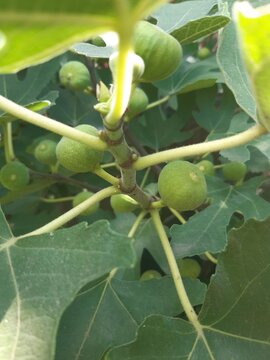 Branches of a fig tree with signature lobed green leaves and numerous young, green, unripened figs growing in selective focus.