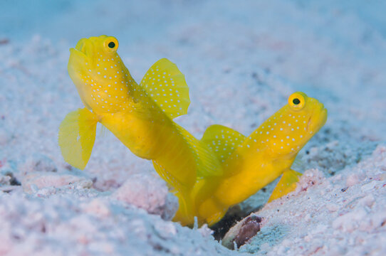 Bright Yellow Shrimp Goby on a Sandy Coral Reef Seabed