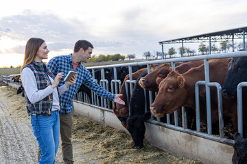 Two farmers using a digital tablet to monitor cattle in a modern outdoor livestock feedlot area © SISMIZ