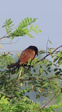 Greater Coucal bird perched on a green tree branch