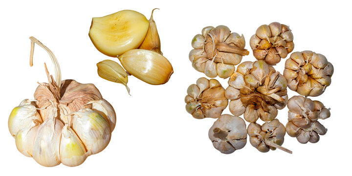 Fresh Garlic Bulbs and Peeled Cloves Allium Sativum Isolated on Transparent Background PNG Cutout