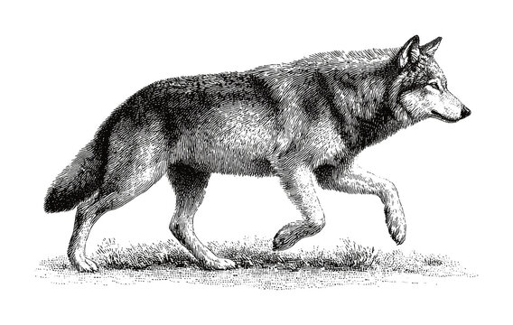 PNG Vintage engraved wolf walking in profile on transparent background