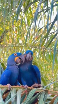 Two beautiful Hyacinth Macaw parrots perching on a palm tree