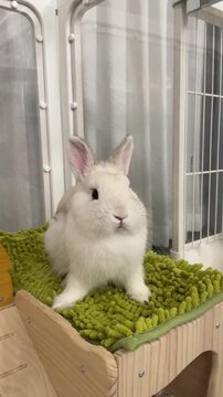 Cute fluffy white bunny rabbit sitting on a green mat
