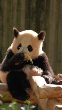 Adorable Giant Panda Eating Bamboo at the Zoo