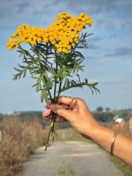 Bouquet of  yellow tansy flowers in hand in landscape with evening sun