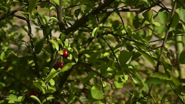&Aacute;rvore de acerola com folhas verdes e alguns poucos frutos vermelho balan&ccedil;ando suavemente ao vento sob a luz do sol