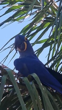 Beautiful Hyacinth Macaw Bird Perched in a Tropical Palm Tree