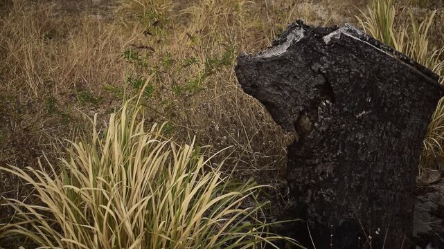 Seca e queimada no per&iacute;odo seco da caatinga, tronco de &aacute;rvore preto e mato seco amarelos sob o vento quente