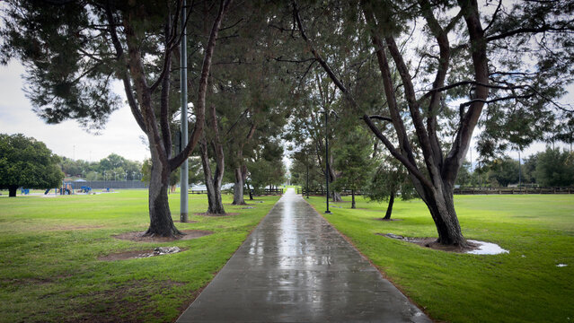 a wet paved walkway flanked by tall pine trees and green grass extends into the distance on an overcast day