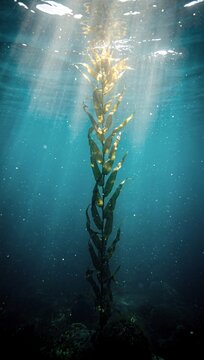 Giant Kelp Forest Underwater Ocean Background, Deep Sea Sun Rays, Marine Seaweed, Ocean Nature