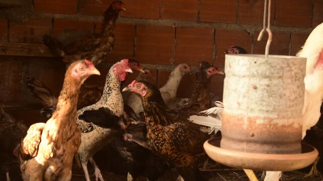 Frangos e galinhas caipiras dentro de galinheiro pequeno em cria&ccedil;&atilde;o familiar de aves p&eacute; duro, animais olhando para c&acirc;mera 
