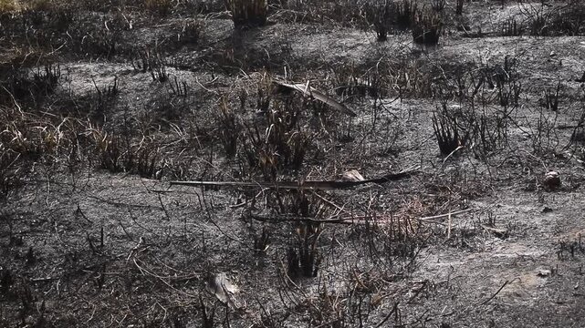 Resqu&iacute;cios de vegeta&ccedil;&atilde;o queimada ap&oacute;s inc&ecirc;ndio, solo e plantas negros sobre fuligem cinza
