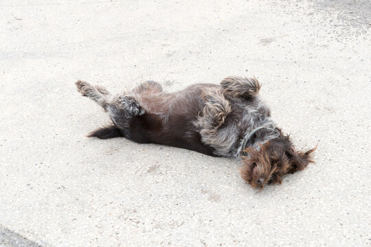 Italy, Sardinia, Milis.  A small dog laying on it's back in the sun.