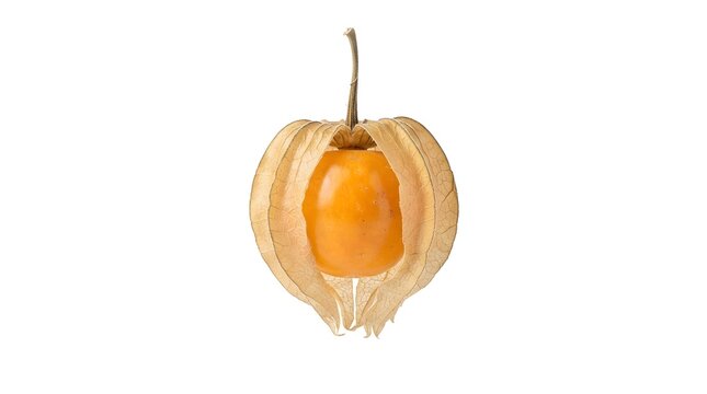 Single Ripe Physalis Fruit with Dry Husk Isolated on White Background, Golden Berry Close-up for Healthy Food and Organic Nutrition Concepts