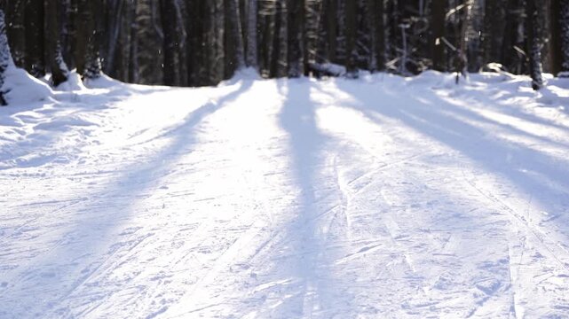 Sunlight filters through trees, casting long shadows on snow. Fresh tracks mark the path through quiet winter woods. The scene feels peaceful, untouched by human presence