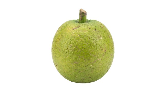 Fresh Whole Breadfruit Isolated on White Background, Tropical Artocarpus Altilis Fruit for Healthy Nutrition and Culinary Ingredient Photography