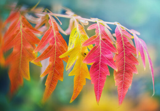 Autumn leafes on blurred background, very shallow focus. Colorful foliage in the autumn park.