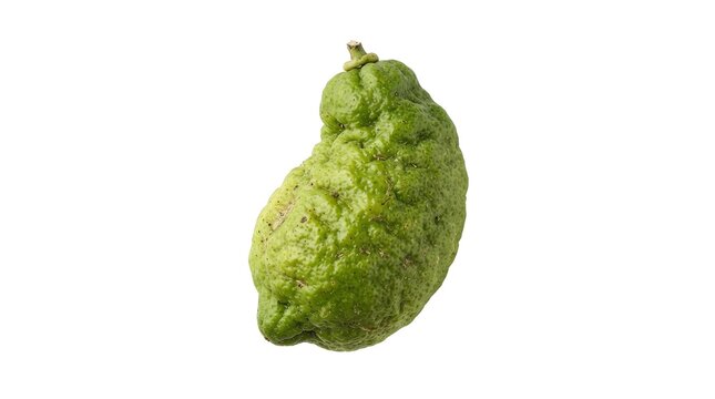 Australian Desert Lime fruit - High Quality Modern Digital Asset for Design and Commercial Concept