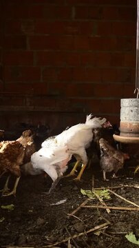 Frangos caipira em galinheiro familiar em fazenda no interior do Brasil