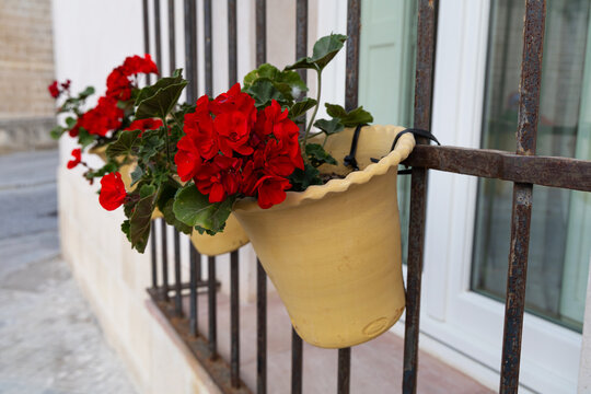 Macetas con geranios en flor