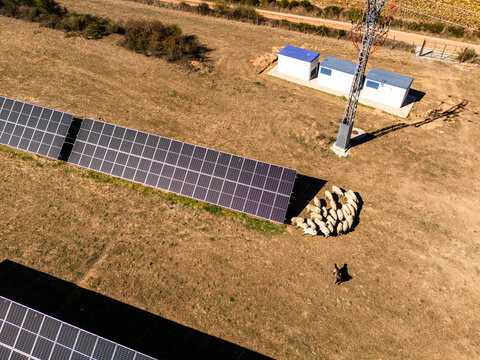An aerial view of a flock of sheep grazing next to solar panels. Dual-use land farming