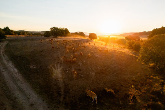 An aerial view of a herd of cattle grazing on a dry pasture at sunset with warm golden light spilling over the hills